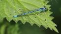 J01_2713 Coenagrion puella male